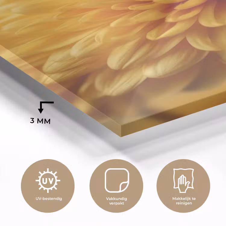 Glas schilderij - Geel - Chrysant - Zachtheid — 3