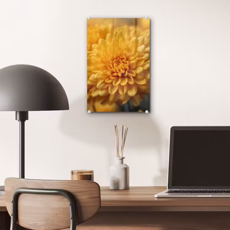 Glas schilderij - Geel - Chrysant - Zachtheid — 7