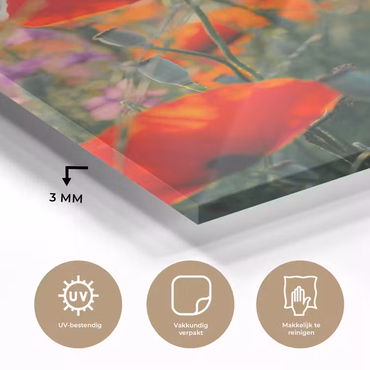 Glas schilderij - Klaproos - Bloemen - Rood - Paars - Weide — 3