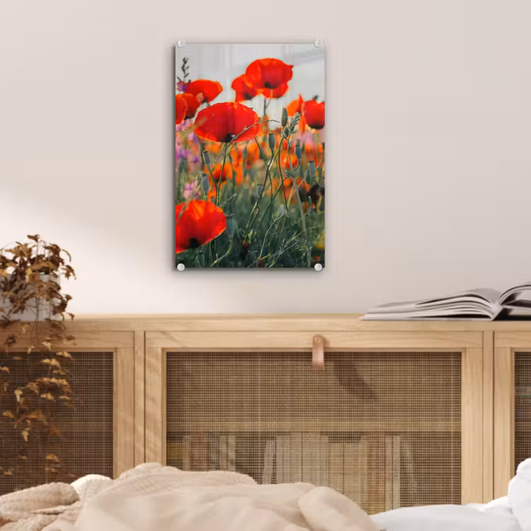 Glas schilderij - Klaproos - Bloemen - Rood - Paars - Weide — 5