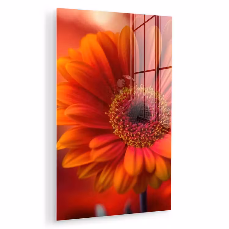 Glas schilderij - Oranje - Gerbera - Intens — 1