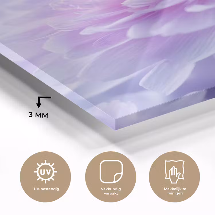 Glas schilderij - Paars - Dahlia - Dromerig — 3