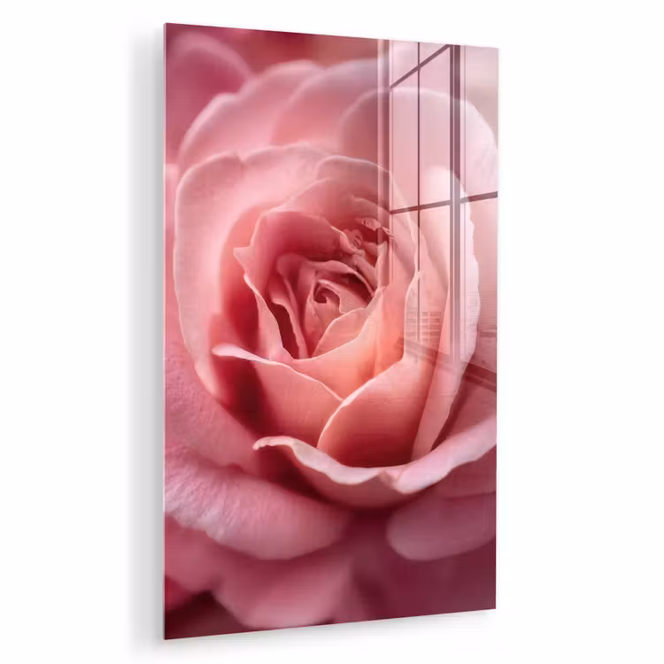 Glas schilderij - Roze - Roos - Romantisch — 1
