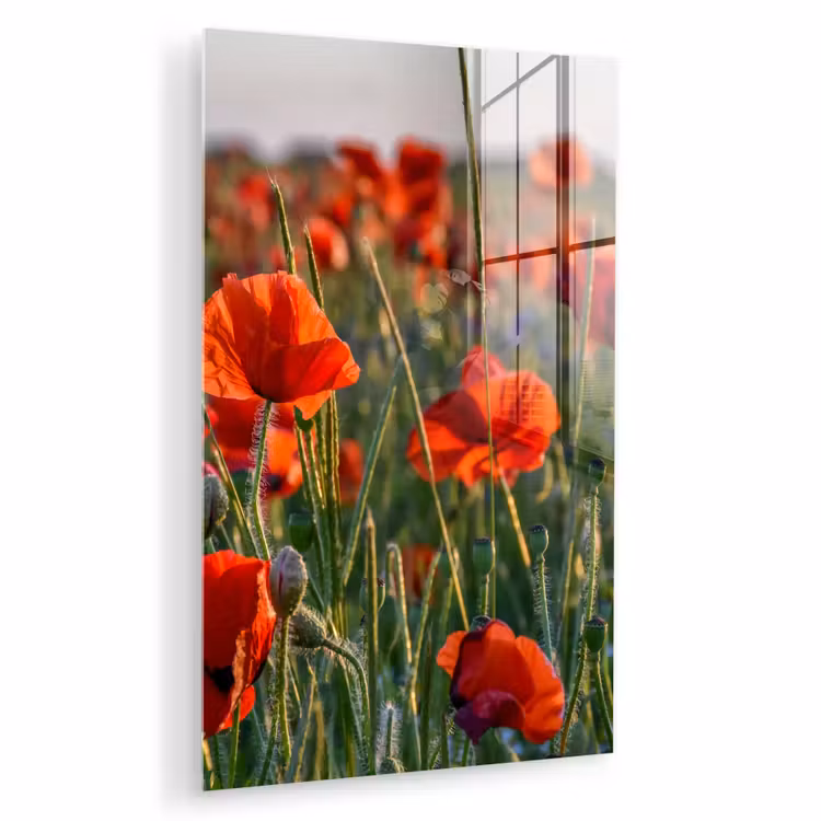 Glas schilderij - Bloemen - Klaprozen - Natuur - Rood — 1