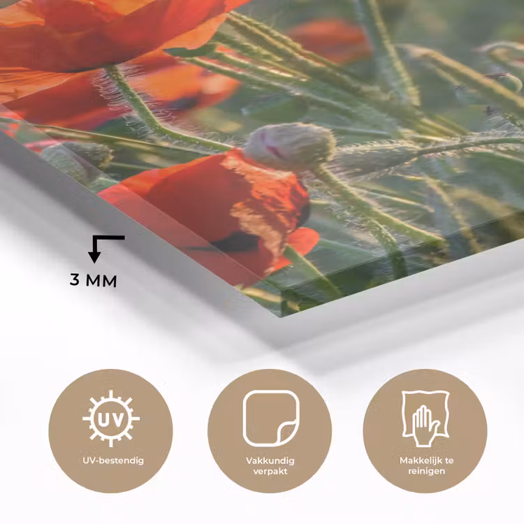 Glas schilderij - Bloemen - Klaprozen - Natuur - Rood — 3
