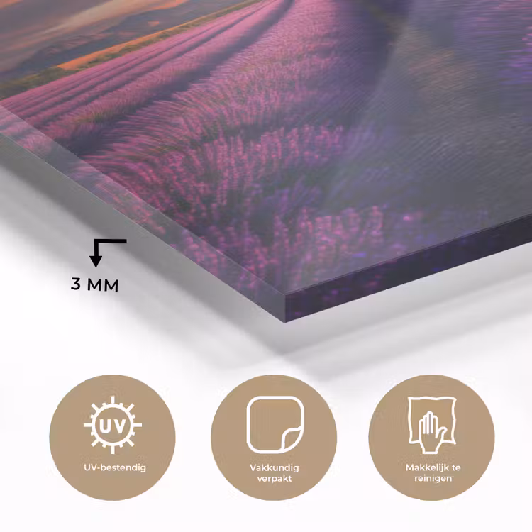 Glas schilderij - Lavendelveld - Zonsondergang - Paars — 3