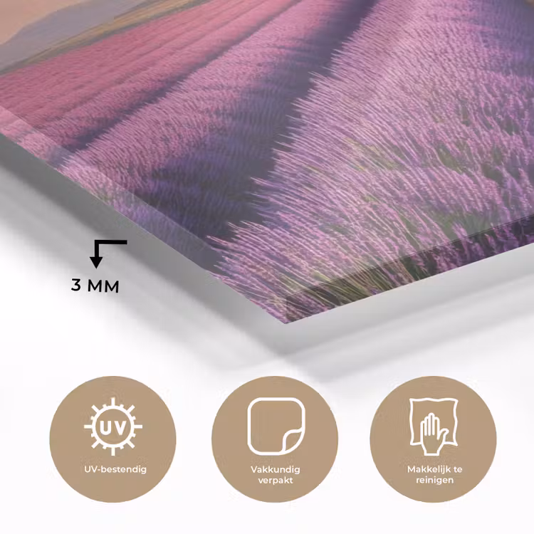 Glas schilderij - Lavendelveld - Zonsondergang - Paars - Bloemen — 3
