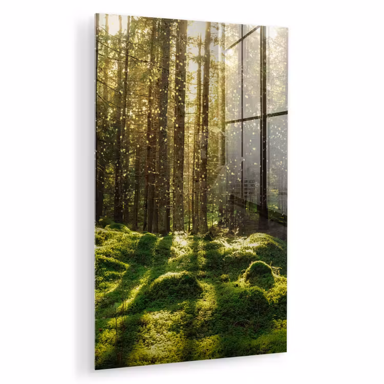 Glas schilderij - Bomen - Bos - Mos - Planten - Zon - Natuur — 1