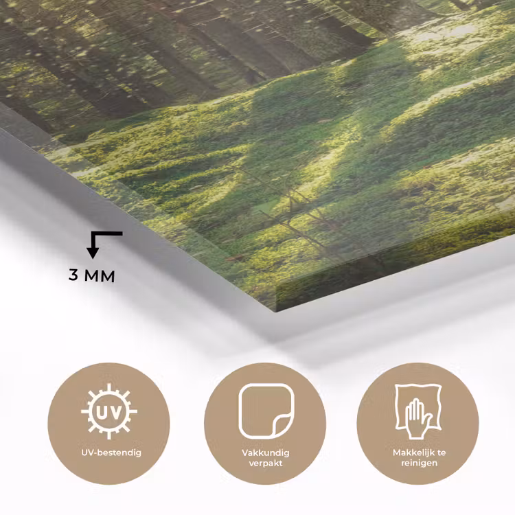 Glas schilderij - Bomen - Bos - Mos - Planten - Zon - Natuur — 3