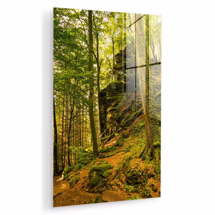 Glas schilderij - Bomen - Steen - Bos - Natuur - Planten — 1