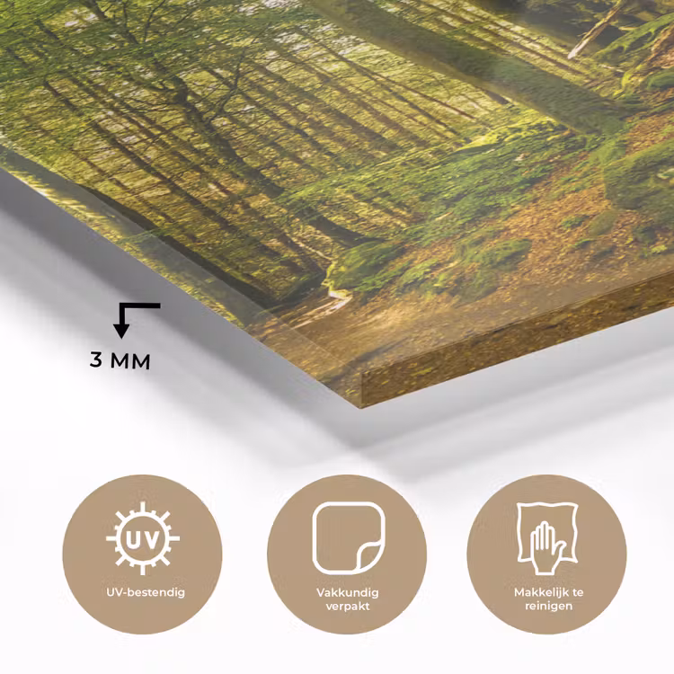 Glas schilderij - Bomen - Steen - Bos - Natuur - Planten — 3