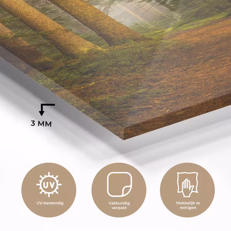 Glas schilderij - Bos - Natuur - Bomen - Landschap - Bladeren — 3