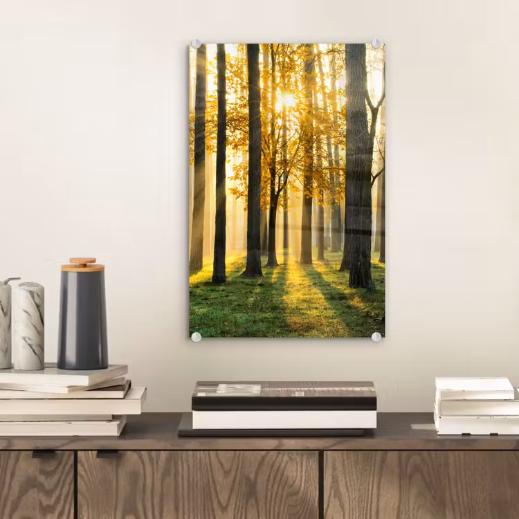 Glas schilderij - Bos - Zon - Bomen - Gras - Landschap - Natuur — 2