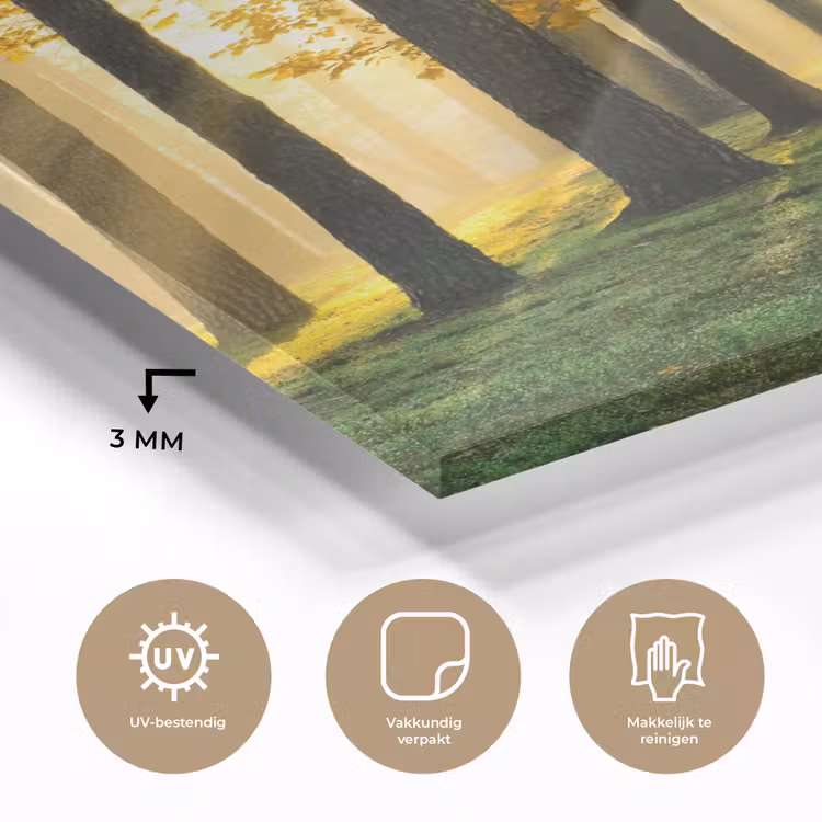 Glas schilderij - Bos - Zon - Bomen - Gras - Landschap - Natuur — 3