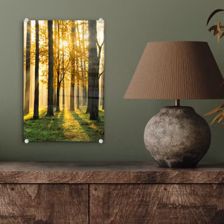 Glas schilderij - Bos - Zon - Bomen - Gras - Landschap - Natuur — 4