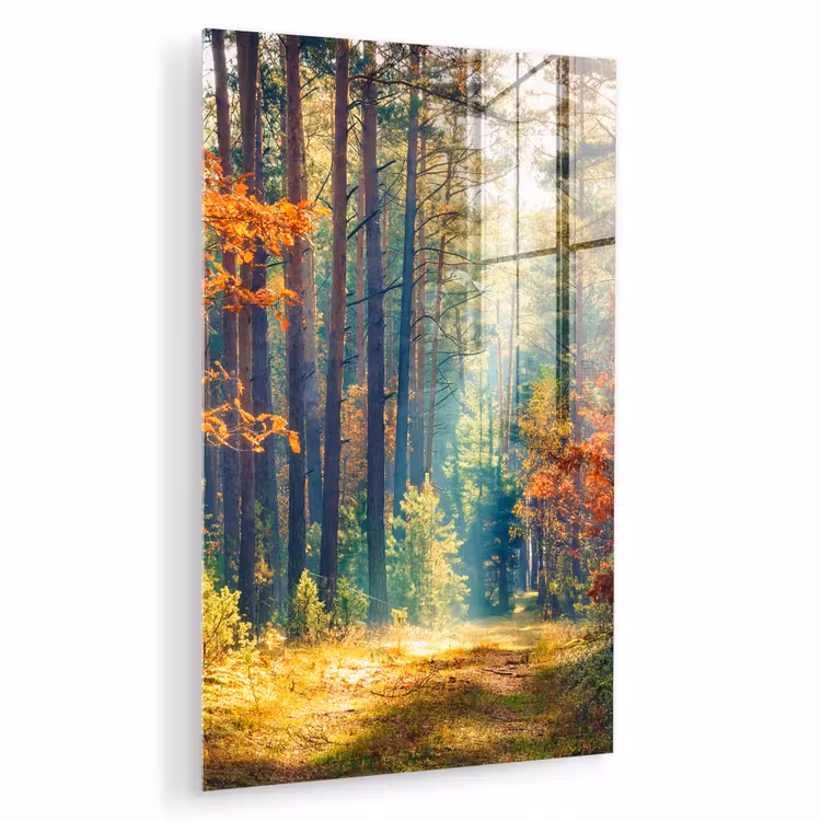 Glas schilderij - Bos - Zon - Natuur - Herfst — 1