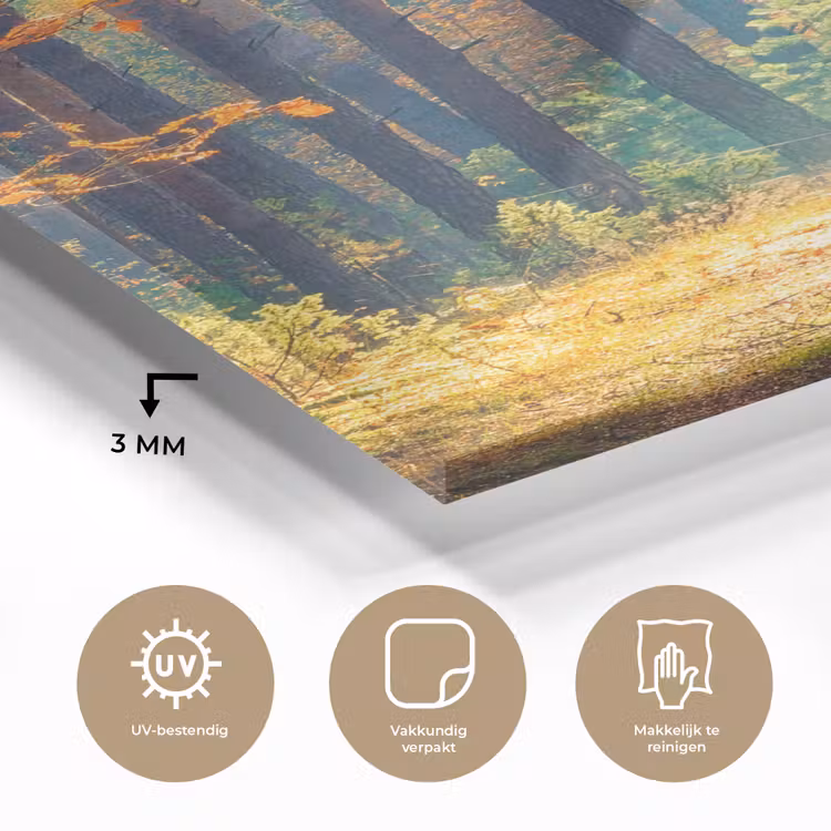 Glas schilderij - Bos - Zon - Natuur - Herfst — 3