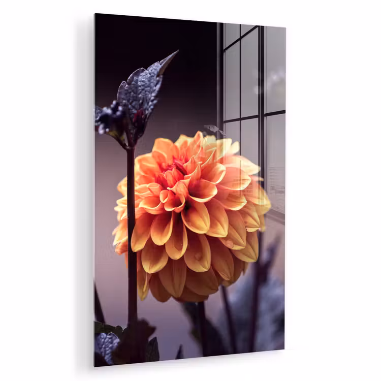 Glas schilderij - Bloemen - Chrysant - Macro - Planten — 1