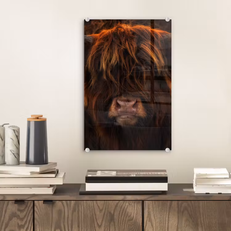 Glas schilderij - Schotse Hooglander - Koe - Portret - Dieren — 2