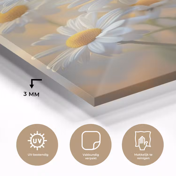 Glas schilderij - Madeliefjes - Wit - Zonlicht — 3