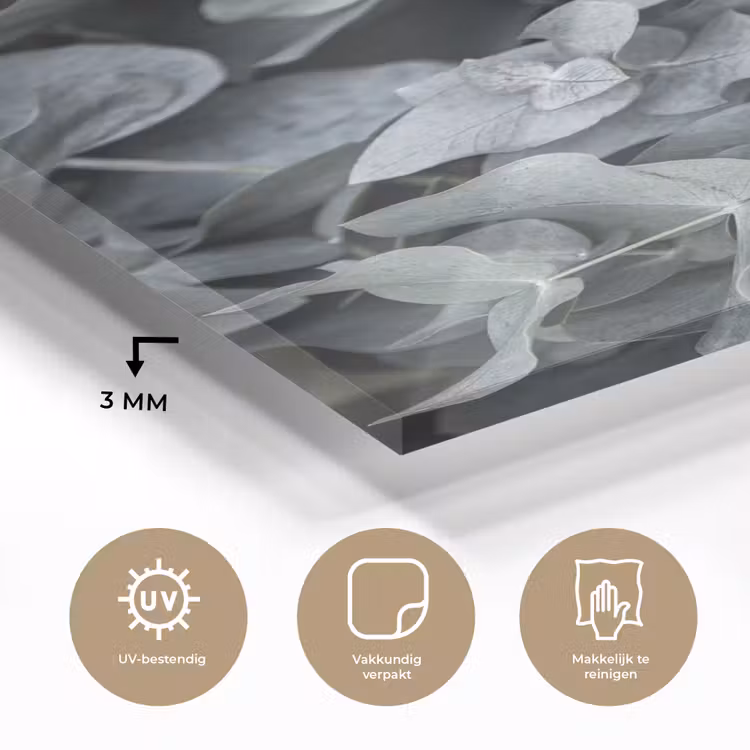 Glas schilderij - Natuur - Planten - Eucalyptus - Bladeren — 2