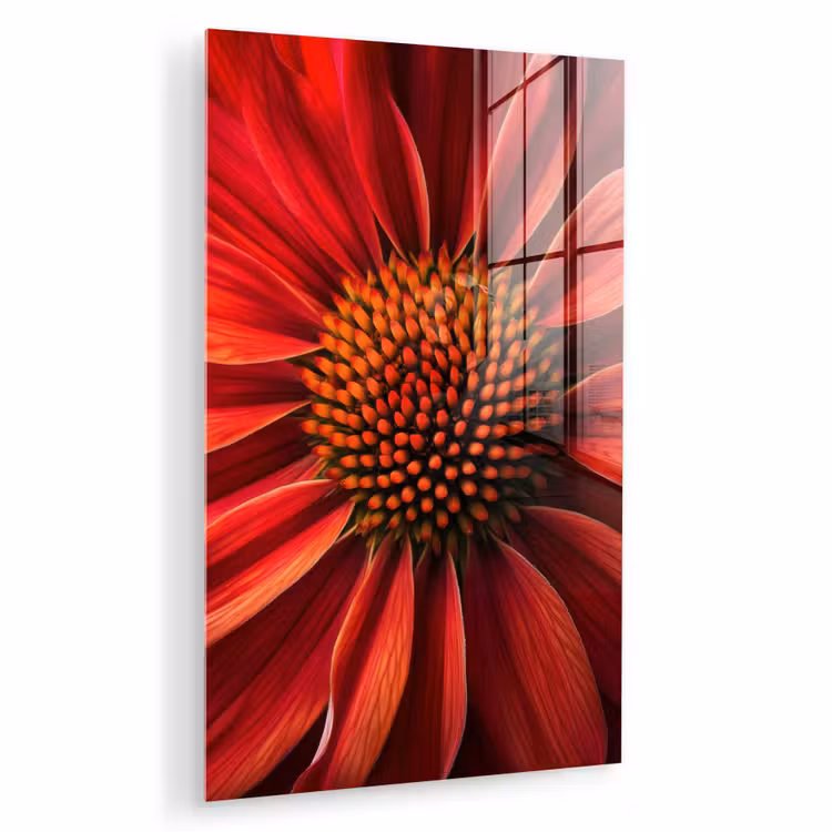 Glas schilderij - Close up - Bloem- Rood — 1