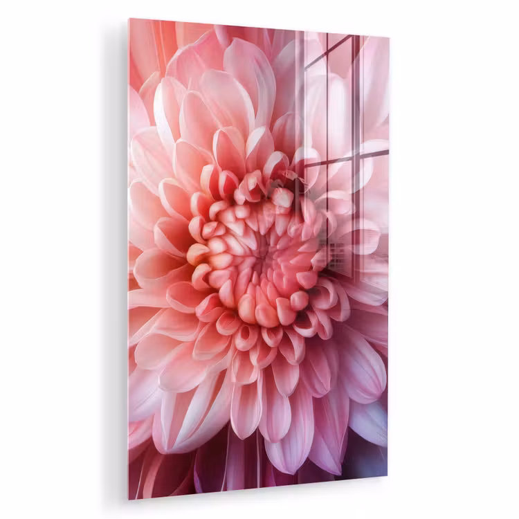 Glas schilderij - Dahlia - Bloem - Close up - Roze — 1