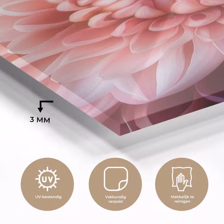 Glas schilderij - Dahlia - Bloem - Close up - Roze — 3