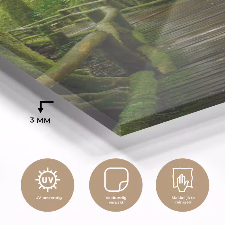 Glas schilderij - Jungle - Brug - Mos - Natuur - Tropisch — 3