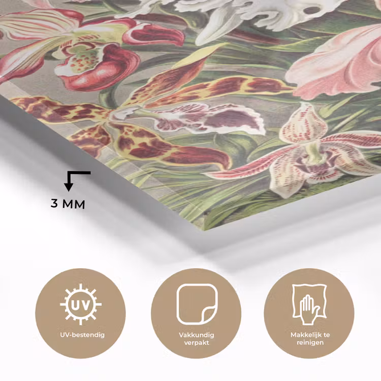 Glas schilderij - Bloemen - Ernst Haeckel - Vintage - Orchidee — 2