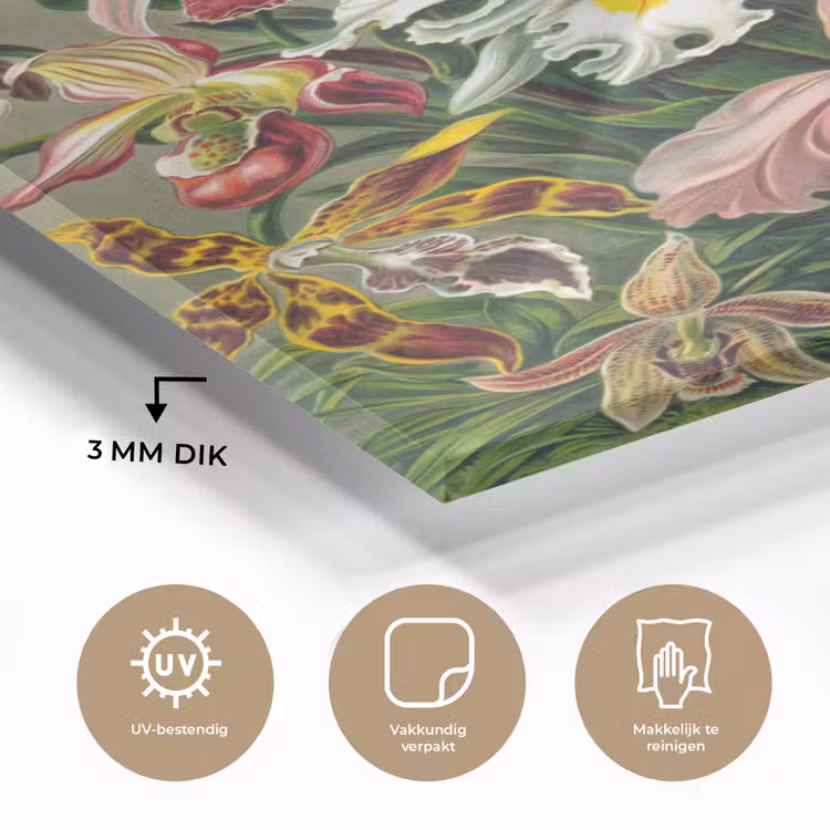 Glas schilderij - Planten - Natuur - Bloemen - Ernst Haeckel — 2
