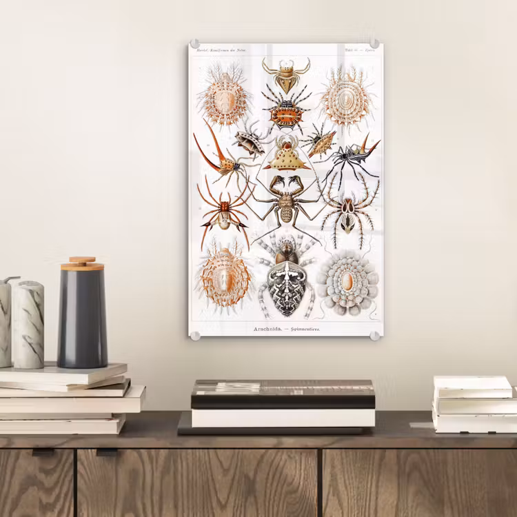Glas schilderij - Retro - Spin - Ernst Haeckel - Spinnen — 1