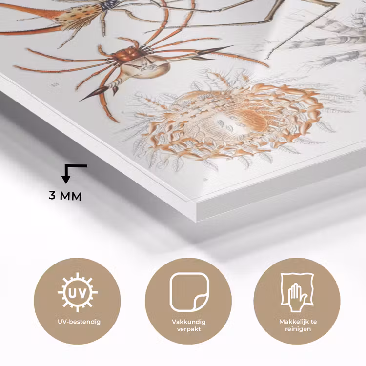 Glas schilderij - Retro - Spin - Ernst Haeckel - Spinnen — 2