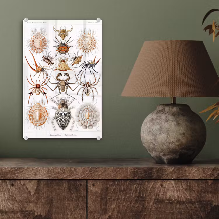 Glas schilderij - Retro - Spin - Ernst Haeckel - Spinnen — 3