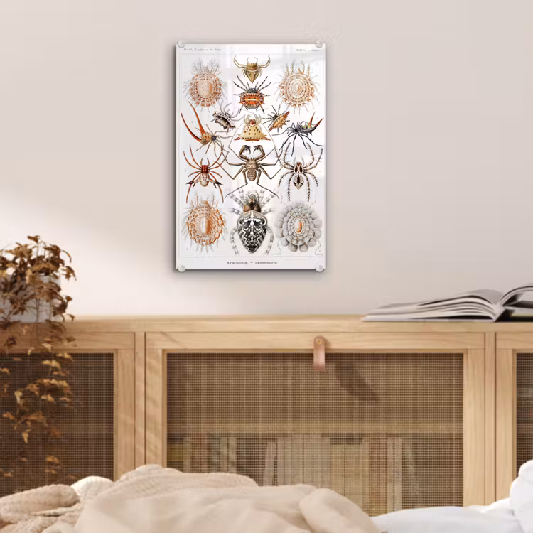 Glas schilderij - Retro - Spin - Ernst Haeckel - Spinnen — 4