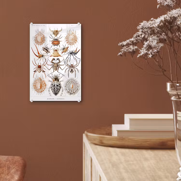 Glas schilderij - Retro - Spin - Ernst Haeckel - Spinnen — 5