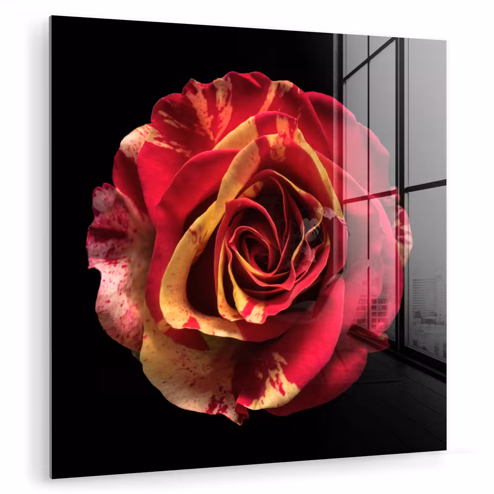 Glas schilderij - Bloem - Roos - Rood - Zwart — 1