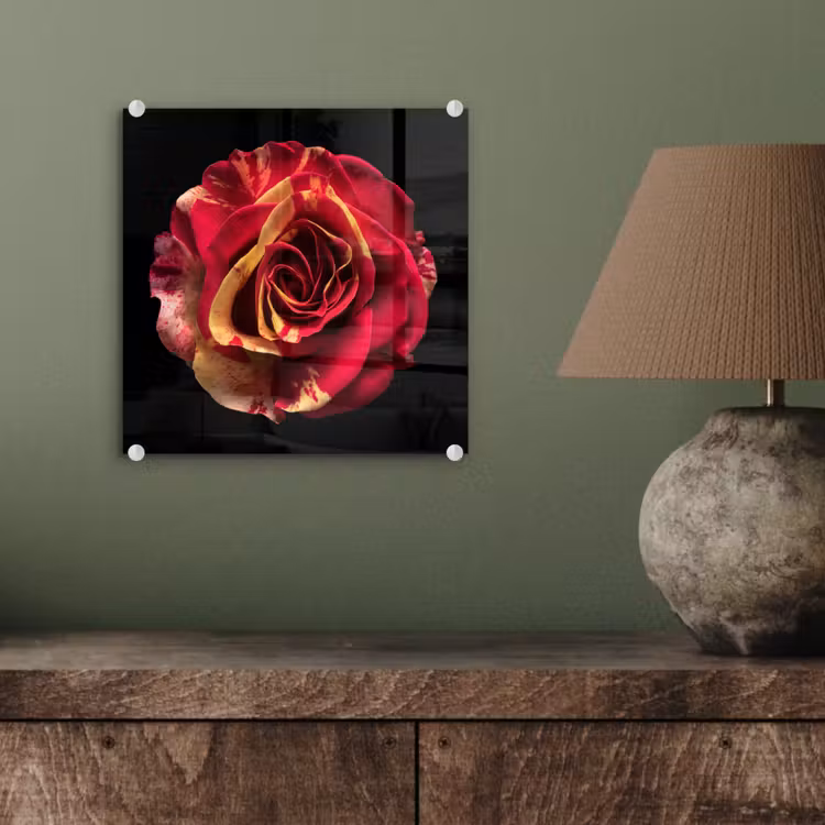 Glas schilderij - Bloem - Roos - Rood - Zwart — 4