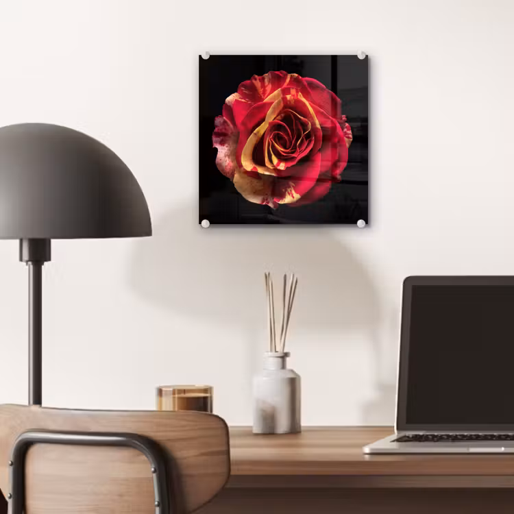 Glas schilderij - Bloem - Roos - Rood - Zwart — 7