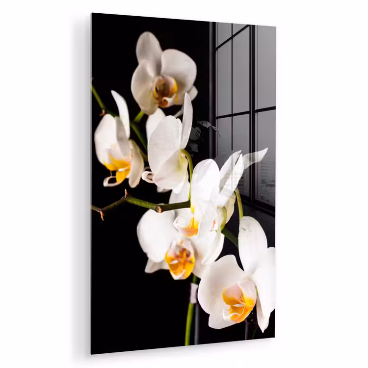 Glas schilderij - Orchidee - Bloemen - Planten - Botanisch — 1