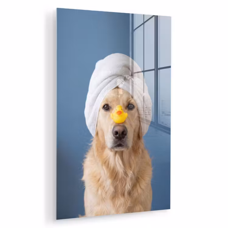 Glas schilderij - Hond - Badeend - Geel — 1