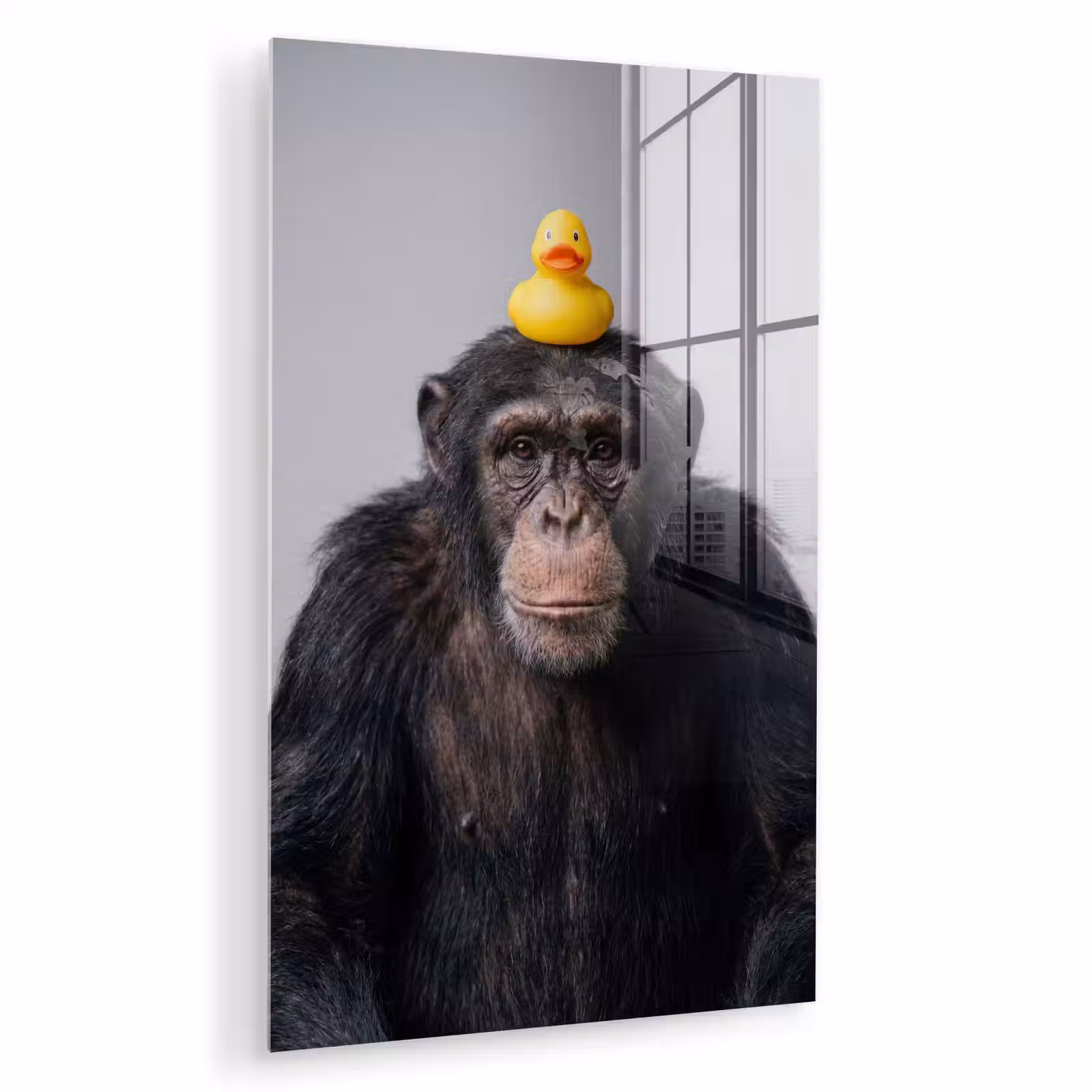 Glas schilderij - Chimpansee - Badeend - Grijs — 1