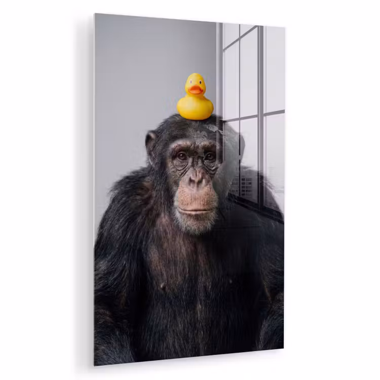 Glas schilderij - Chimpansee - Badeend - Grijs — 1