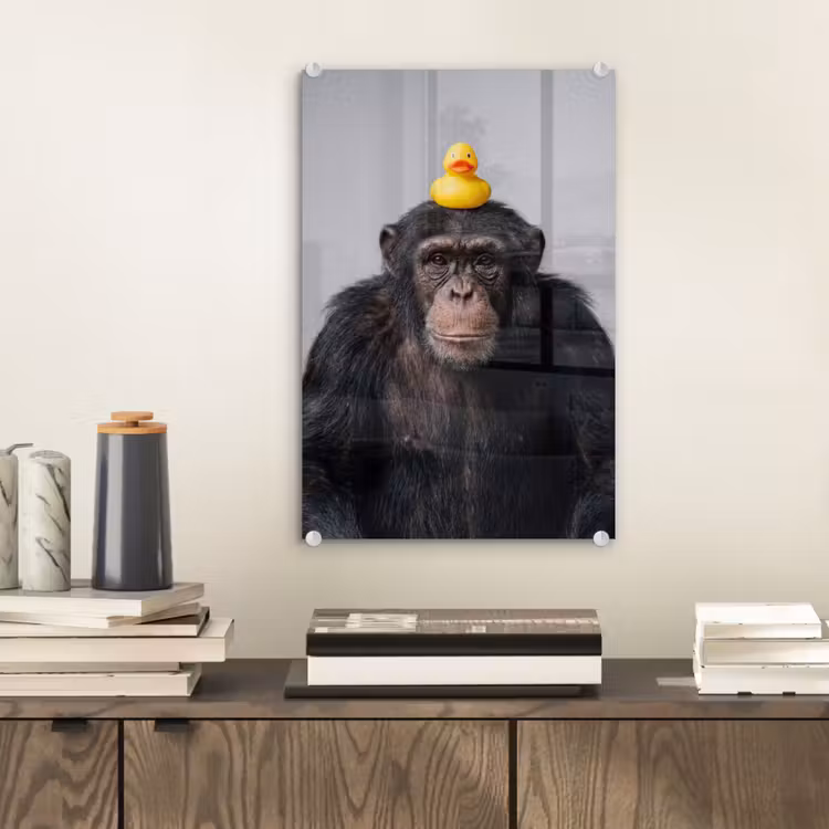 Glas schilderij - Chimpansee - Badeend - Grijs — 2
