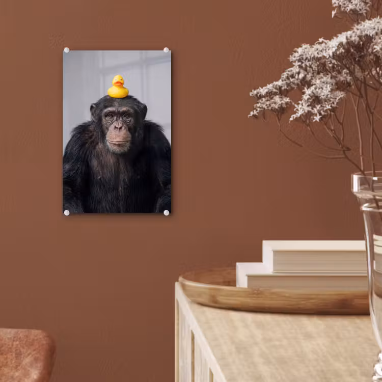 Glas schilderij - Chimpansee - Badeend - Grijs — 6