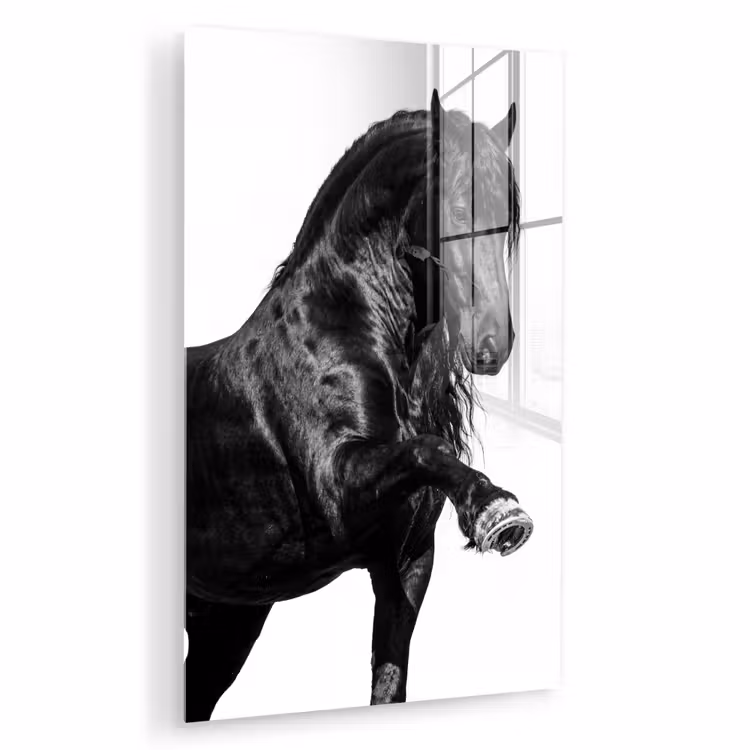 Glas schilderij - Fries - Hengst - Modern — 1