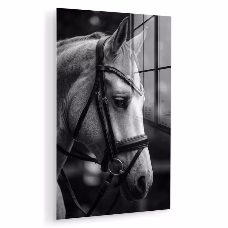 Glas schilderij - Paard - Schimmel - Portret — 1