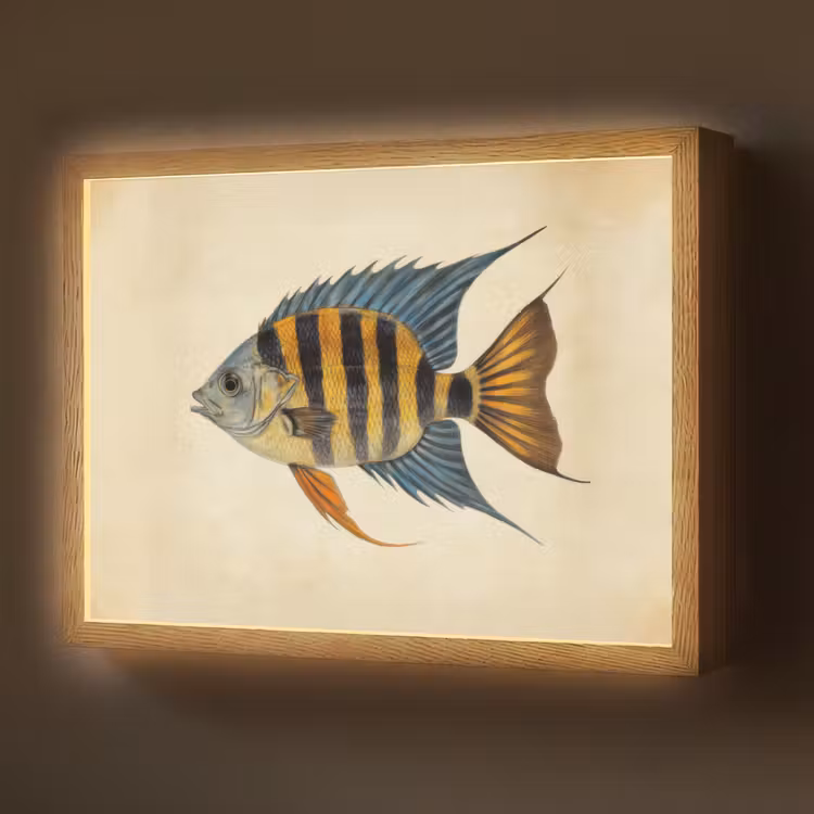 Lightbox - Wandlamp - Vis - Tropisch - Strepen - Vinnen — 1