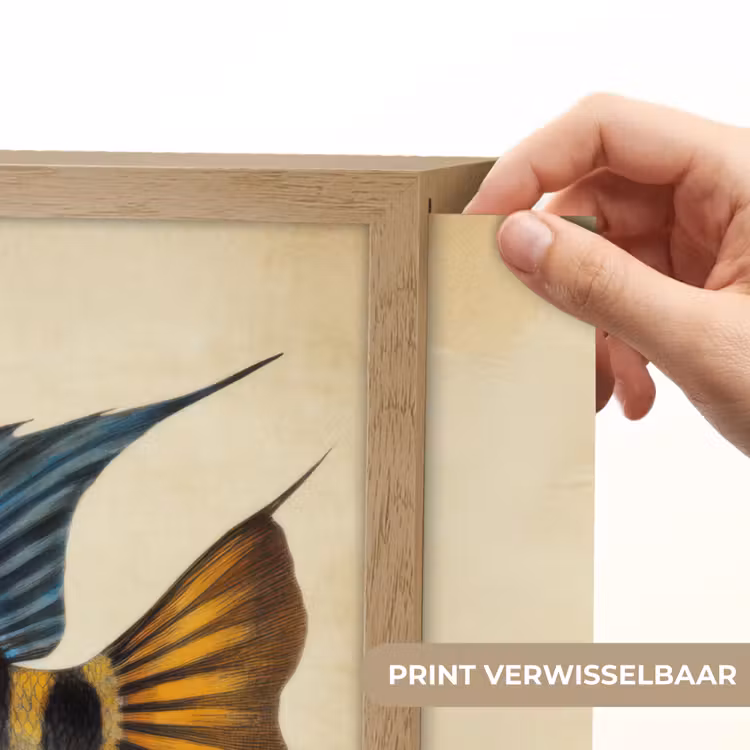 Lightbox - Wandlamp - Vis - Tropisch - Strepen - Vinnen — 5