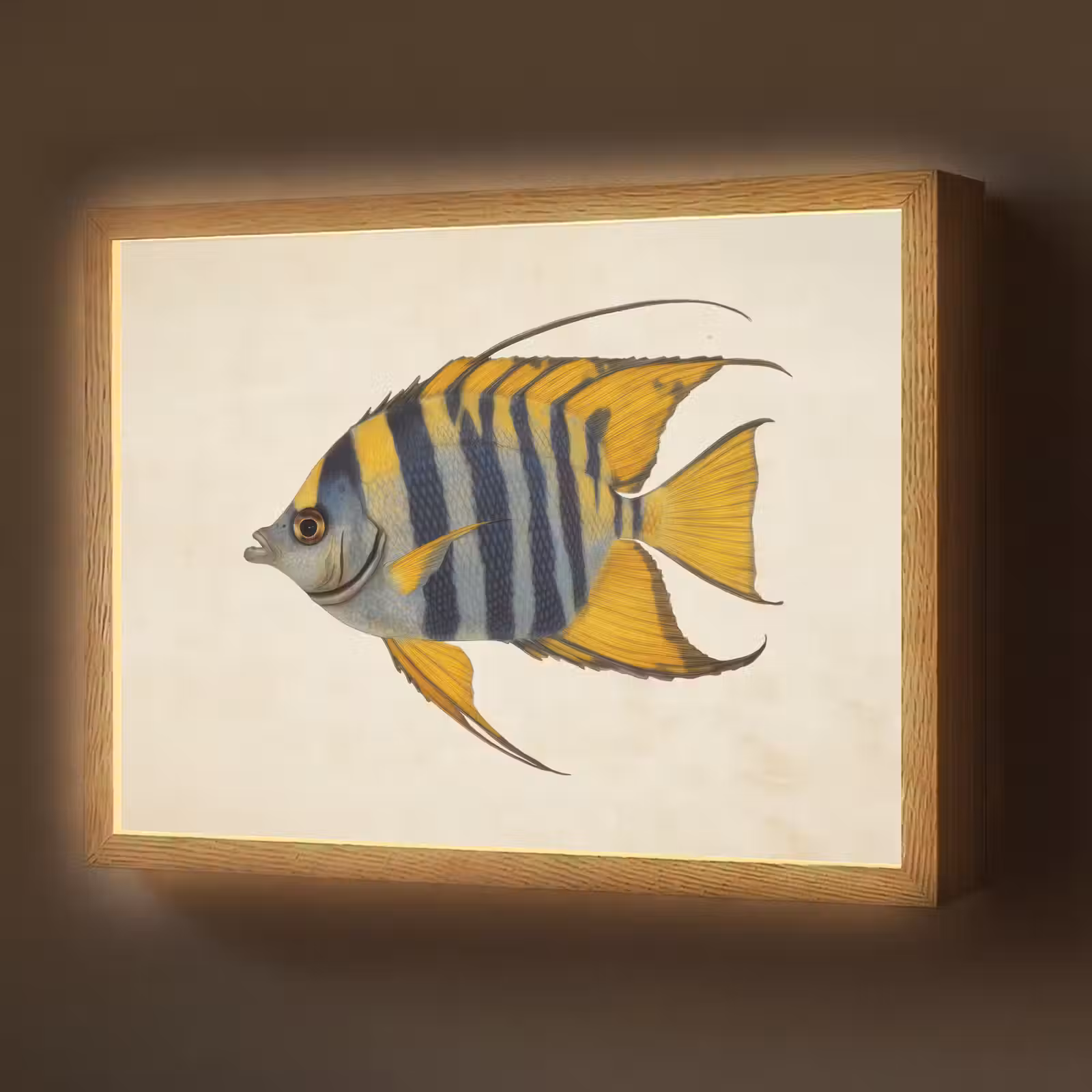 Lightbox - Wandlamp - Vis - Sierlijk - Vinnen - Illustratie — 1